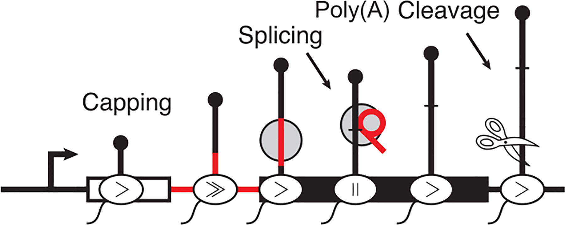 Pre-mRNA Splicing in the Nuclear Landscape.