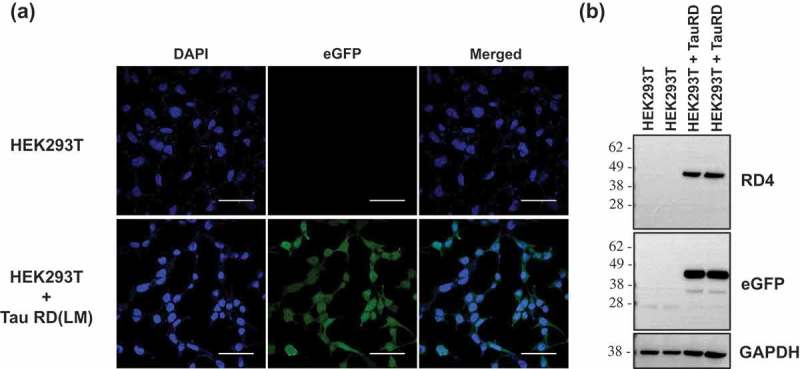 In vitro generation of tau aggregates conformationally distinct from parent tau seeds of Alzheimer's brain.