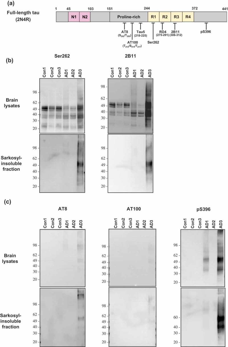 In vitro generation of tau aggregates conformationally distinct from parent tau seeds of Alzheimer's brain.