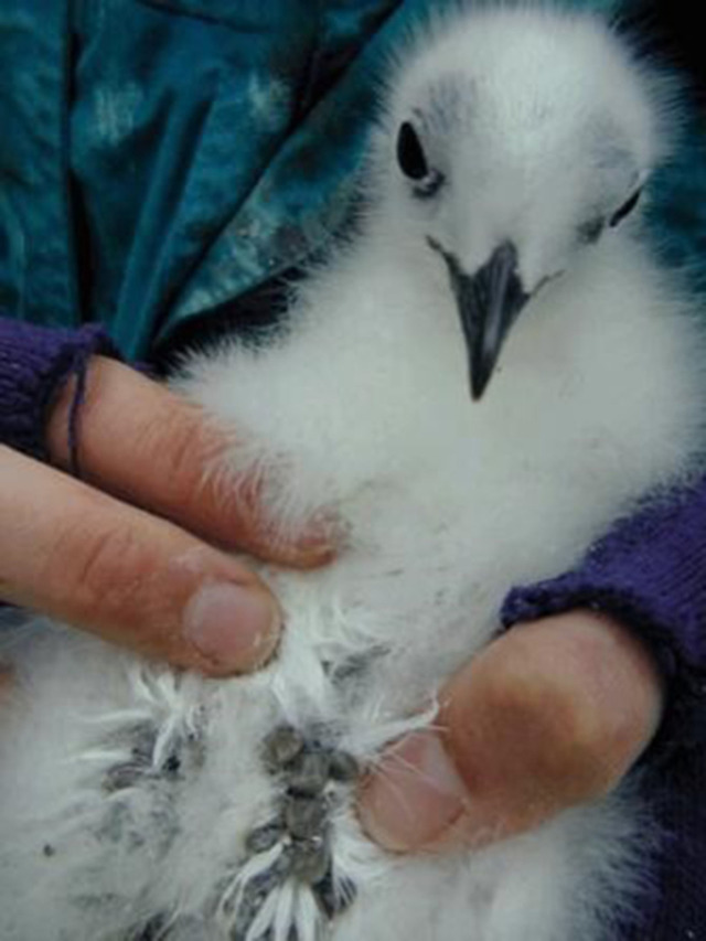 Parasites of seabirds: A survey of effects and ecological implications.