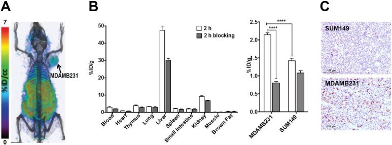 Development of [<sup>18</sup>F]FPy-WL12 as a PD-L1 Specific PET Imaging Peptide.