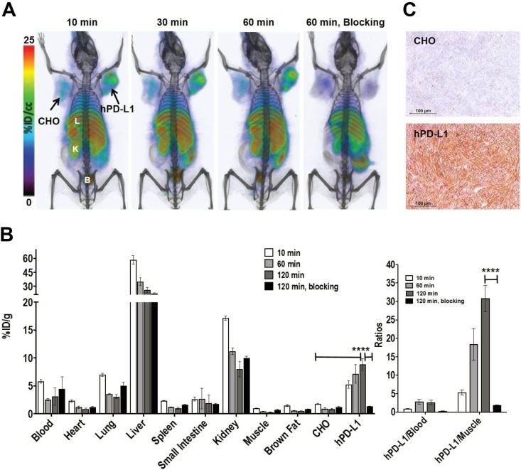 Development of [<sup>18</sup>F]FPy-WL12 as a PD-L1 Specific PET Imaging Peptide.