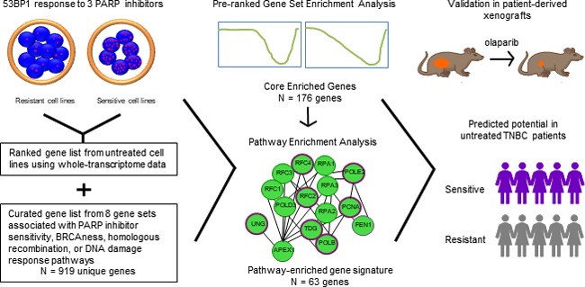 Translating the role of PARP inhibitors in triple-negative breast cancer.