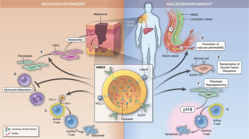 A Review of Exosomes and their Role in The Tumor Microenvironment and Host-Tumor "Macroenvironment".