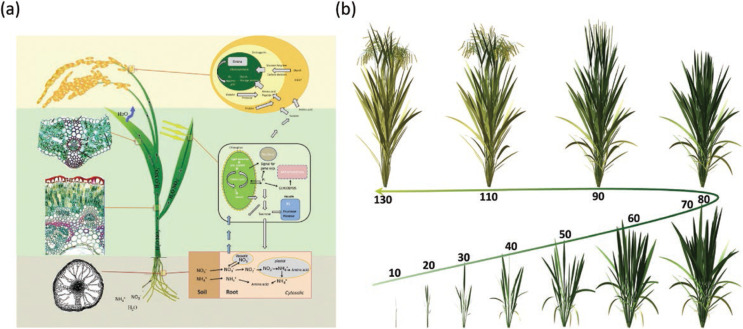 Systems models, phenomics and genomics: three pillars for developing high-yielding photosynthetically efficient crops.