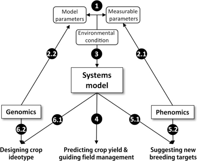 Systems models, phenomics and genomics: three pillars for developing high-yielding photosynthetically efficient crops.