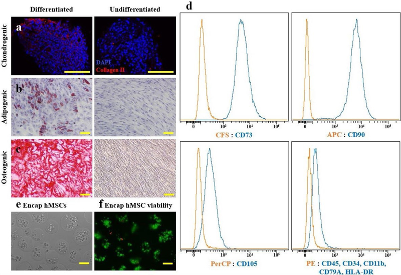 Therapeutic efficacy of intra-articular delivery of encapsulated human mesenchymal stem cells on early stage osteoarthritis.