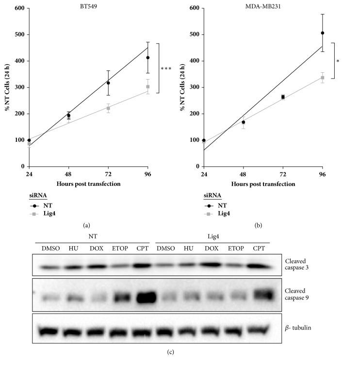 DNA Ligase IV Prevents Replication Fork Stalling and Promotes Cellular Proliferation in Triple Negative Breast Cancer.