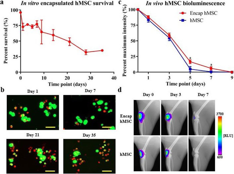 Therapeutic efficacy of intra-articular delivery of encapsulated human mesenchymal stem cells on early stage osteoarthritis.