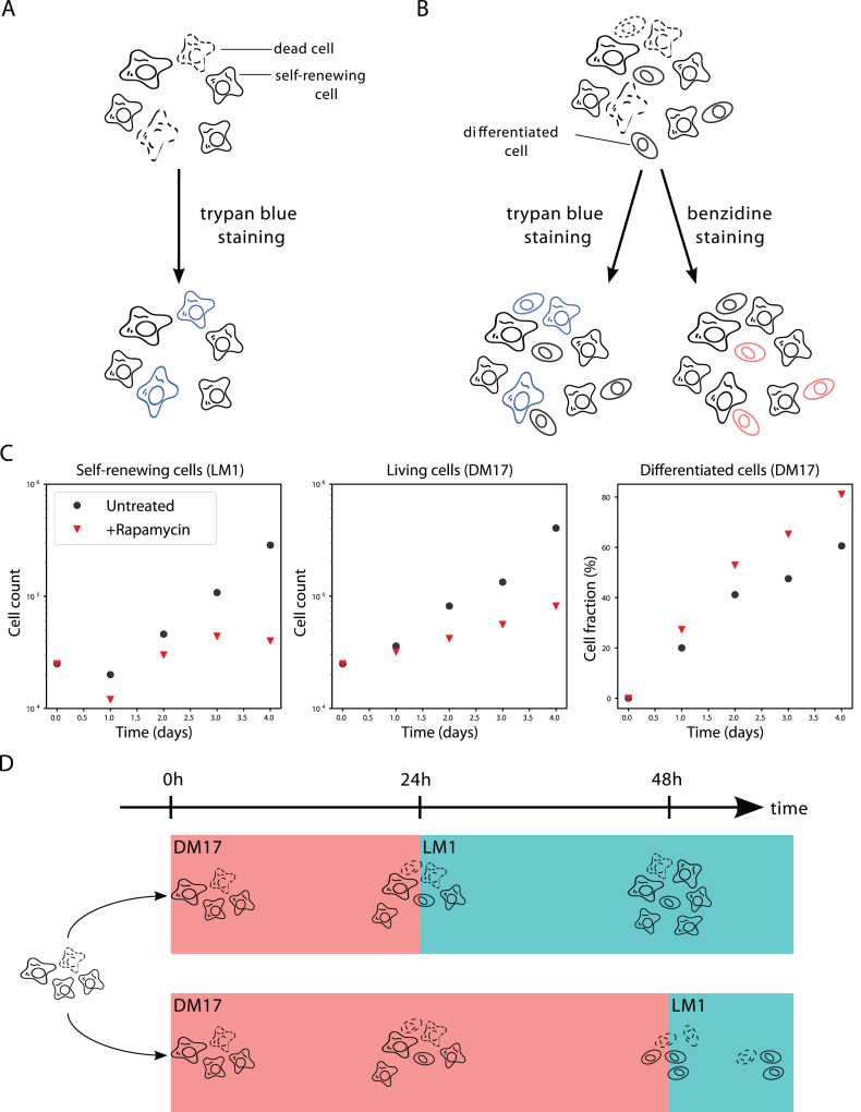 Calibration, Selection and Identifiability Analysis of a Mathematical Model of the in vitro Erythropoiesis in Normal and Perturbed Contexts.