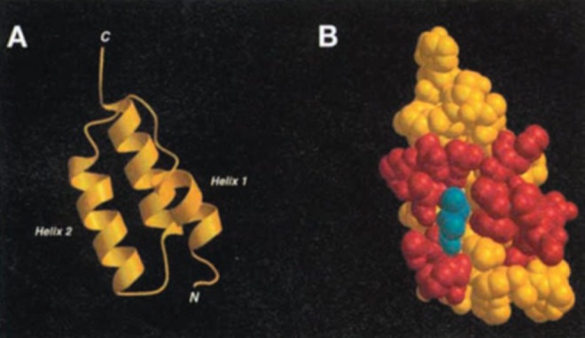 Analysis of Progress and Challenges of EGFR-Targeted Molecular Imaging in Cancer With a Focus on Affibody Molecules.