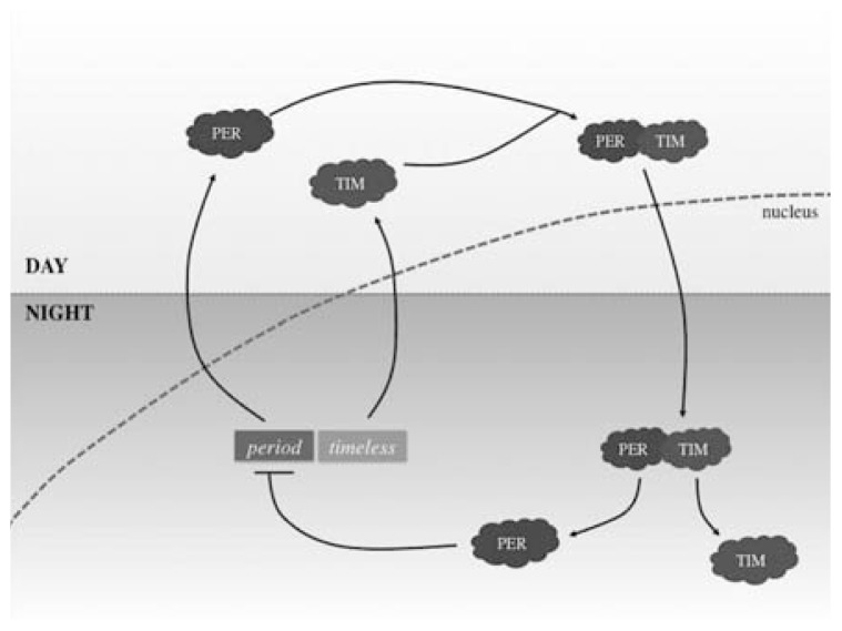 Circadian Rhythms: Will It Revolutionise the Management of Diseases?