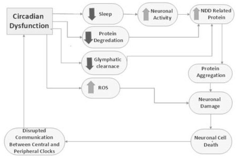 Circadian Rhythms: Will It Revolutionise the Management of Diseases?