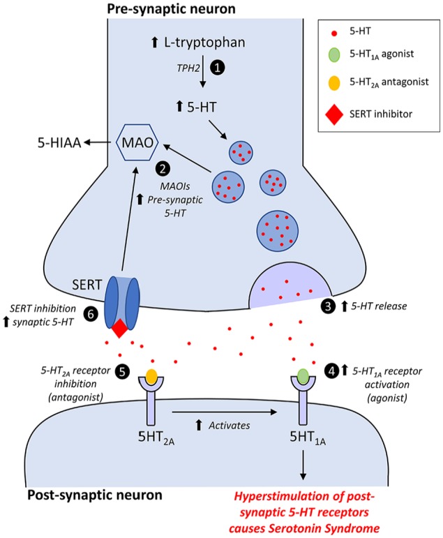 Serotonin Syndrome: Pathophysiology, Clinical Features, Management, and Potential Future Directions.