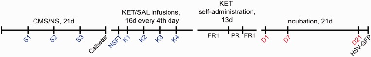 Sex-Dependent Ketamine Addiction-Like Behavior Profile Following Exposure to Chronic Mild Stress.