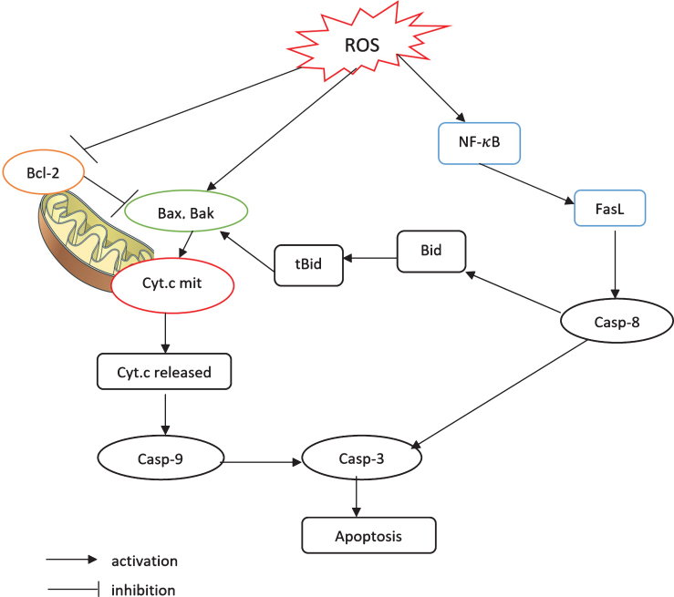 A hybrid multiscale model for investigating tumor angiogenesis and its response to cell-based therapy.