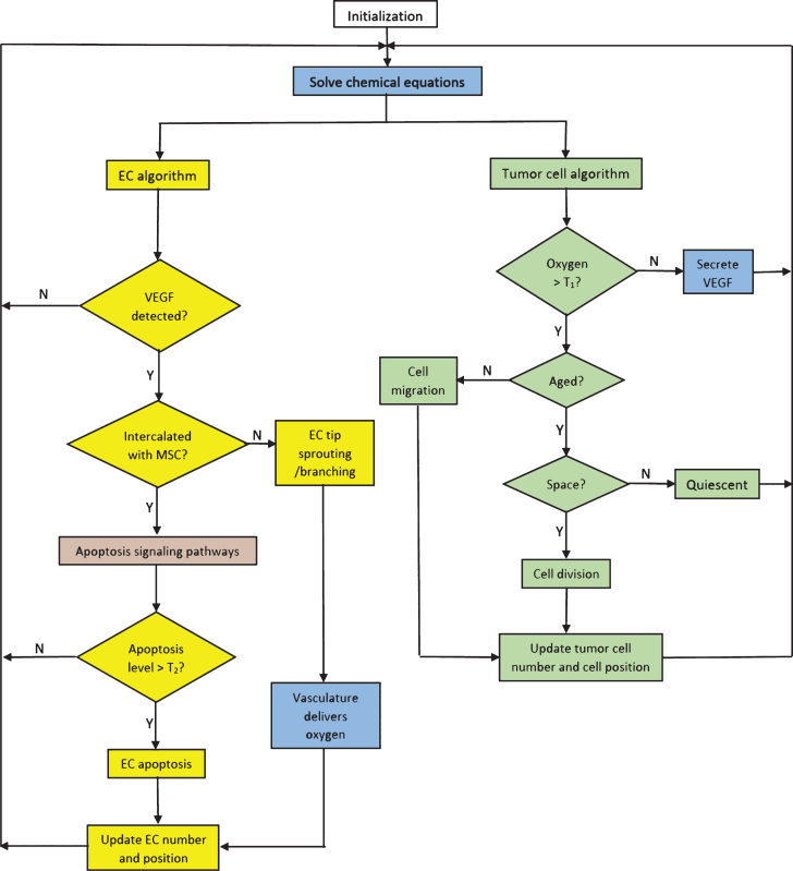 A hybrid multiscale model for investigating tumor angiogenesis and its response to cell-based therapy.