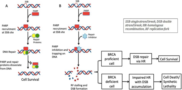 PARP Inhibitors in Pancreatic Cancer: From Phase I to Plenary Session.