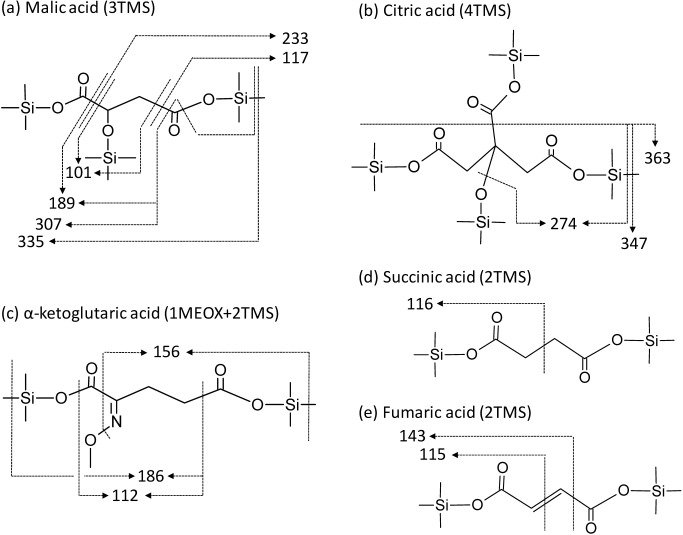 Fragmentation of Dicarboxylic and Tricarboxylic Acids in the Krebs Cycle Using GC-EI-MS and GC-EI-MS/MS.