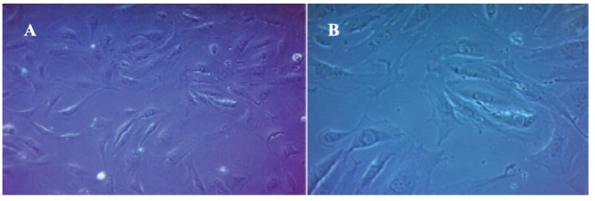 Rabbit as an Animal Model for Pharmacokinetics Studies of Enteric Capsule Contains Recombinant Human Keratinocyte Growth Factor Loaded Chitosan Nanoparticles.