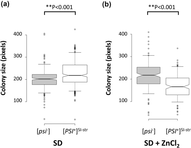 Prion-dependent proteome remodeling in response to environmental stress is modulated by prion variant and genetic background.