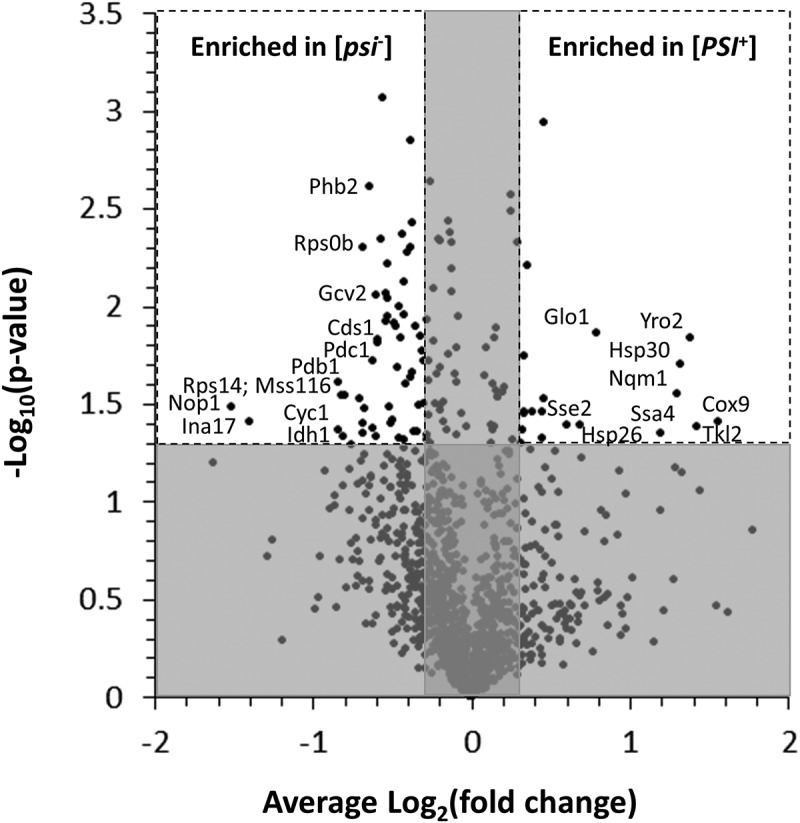 Prion-dependent proteome remodeling in response to environmental stress is modulated by prion variant and genetic background.