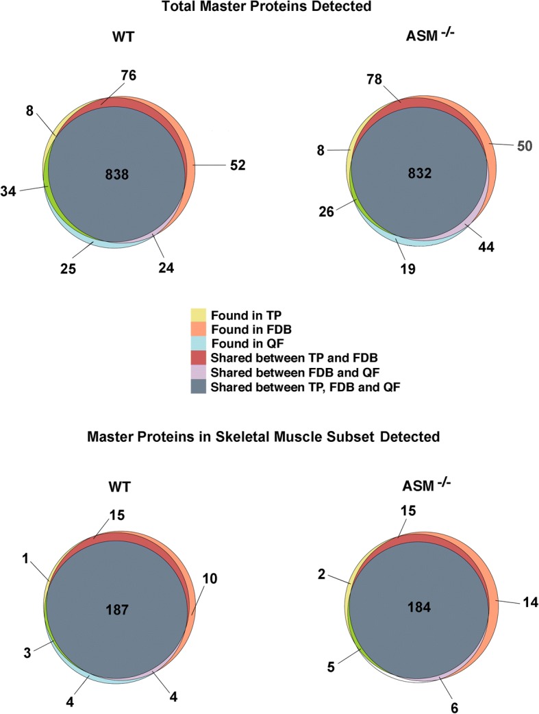 Defects in sarcolemma repair and skeletal muscle function after injury in a mouse model of Niemann-Pick type A/B disease.