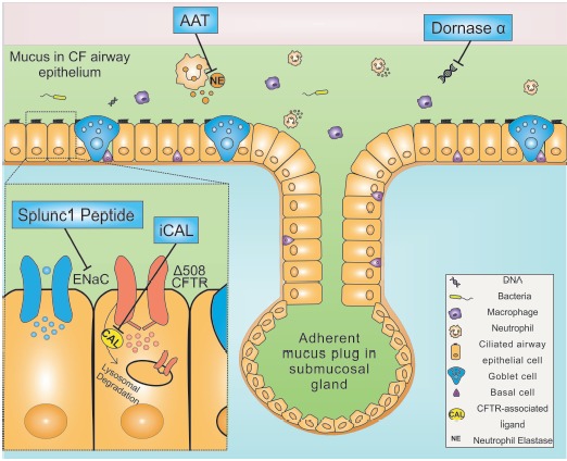 Inhaled Biologicals for the Treatment of Cystic Fibrosis.