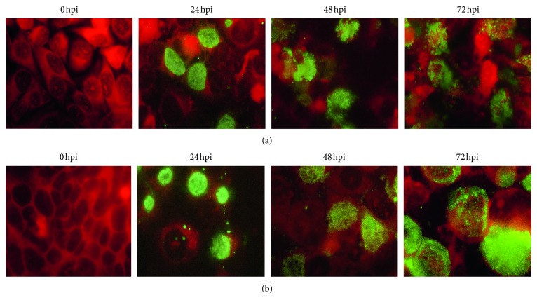 <i>Chlamydia trachomatis</i> Growth and Cytokine mRNA Response in a Prostate Cancer Cell Line.