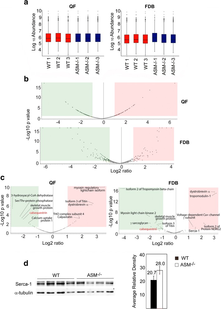 Defects in sarcolemma repair and skeletal muscle function after injury in a mouse model of Niemann-Pick type A/B disease.