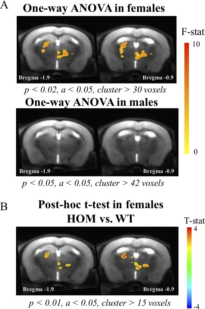 Altered Forebrain Functional Connectivity and Neurotransmission in a Kinase-Inactive Met Mouse Model of Autism.