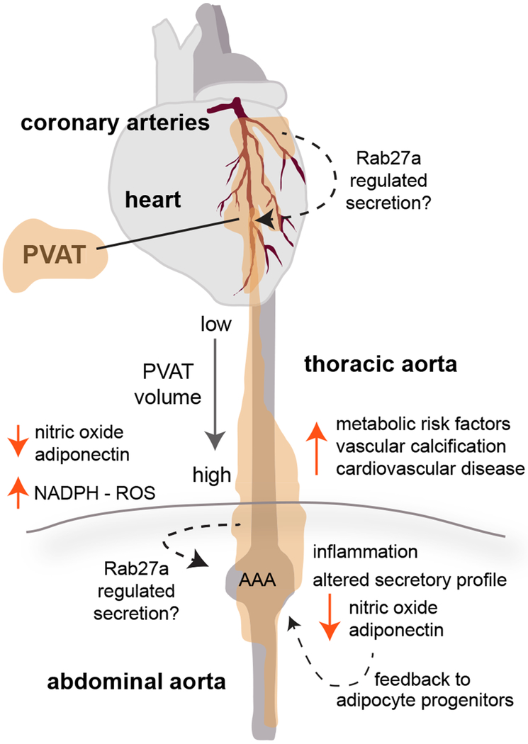 Human Perivascular Adipose Tissue as a Regulator of the Vascular Microenvironment and Diseases of the Coronary Artery and Aorta.