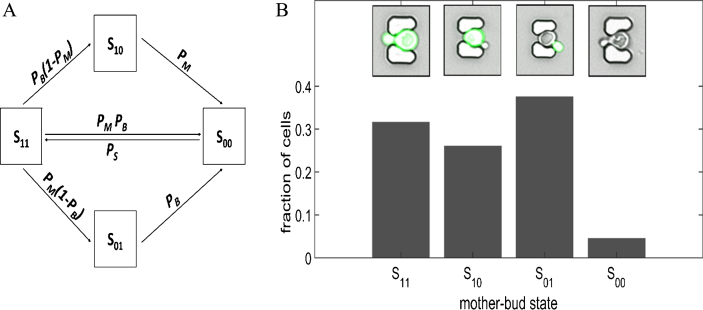 Modeling cell population dynamics.