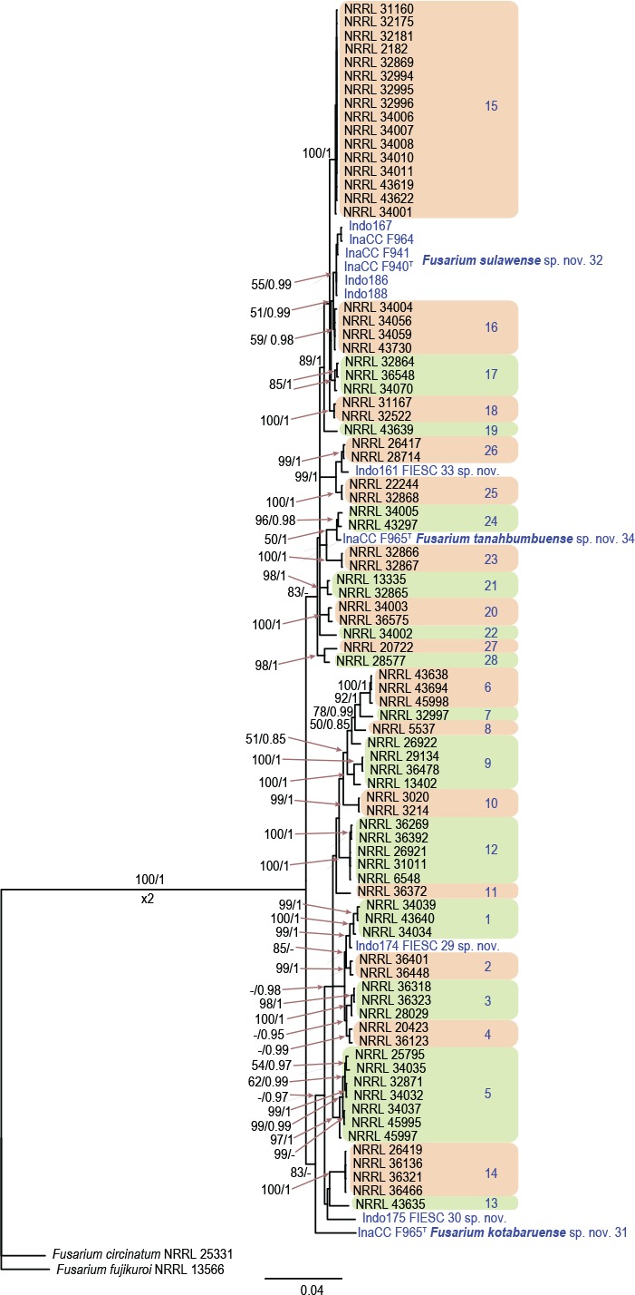 New endemic <i>Fusarium</i> species hitch-hiking with pathogenic <i>Fusarium</i> strains causing Panama disease in small-holder banana plots in Indonesia.