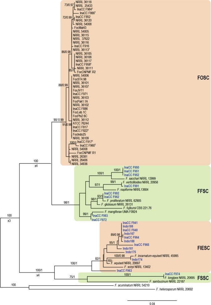 New endemic <i>Fusarium</i> species hitch-hiking with pathogenic <i>Fusarium</i> strains causing Panama disease in small-holder banana plots in Indonesia.