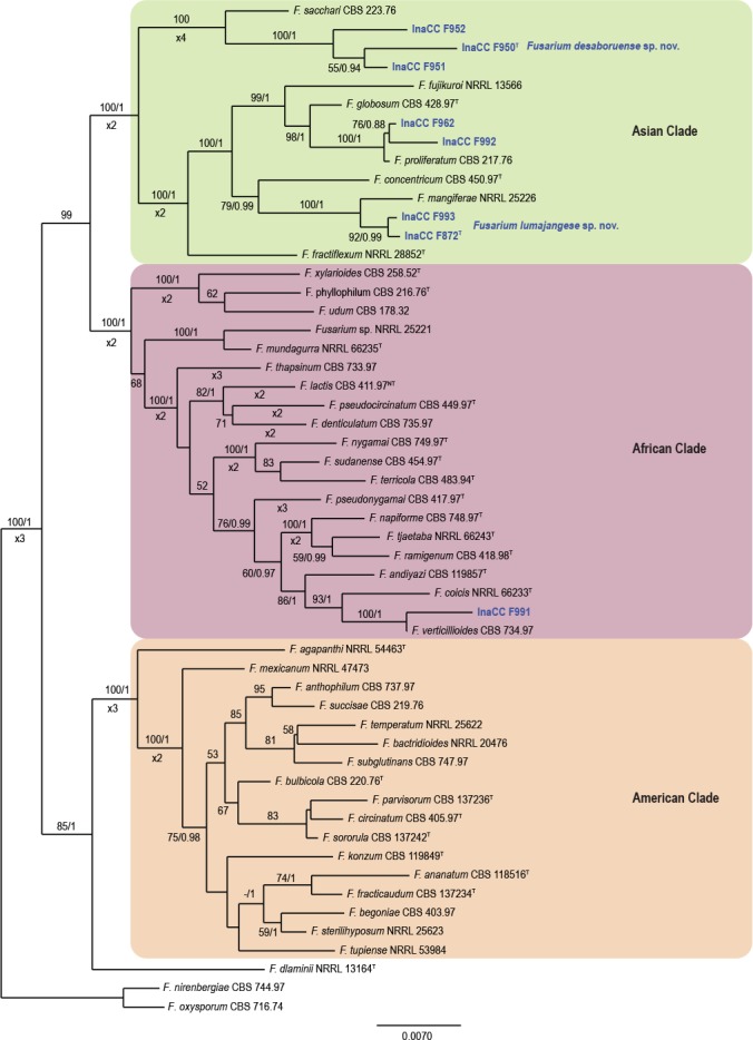 New endemic <i>Fusarium</i> species hitch-hiking with pathogenic <i>Fusarium</i> strains causing Panama disease in small-holder banana plots in Indonesia.