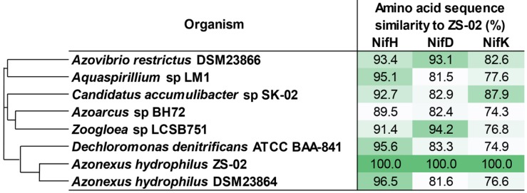 Genomic Insights Into A Novel, Alkalitolerant Nitrogen Fixing Bacteria, <i>Azonexus sp.</i> Strain ZS02.