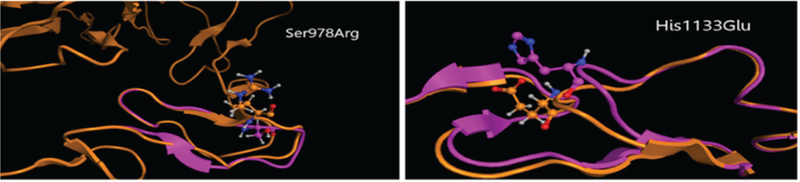 NOTCH3 and CADASIL syndrome: a genetic and structural overview.