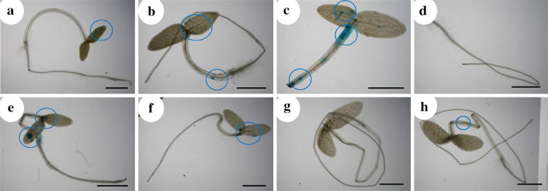 Effective Agrobacterium-mediated transformation protocols for callus and roots of halophyte ice plant (Mesembryanthemum crystallinum).