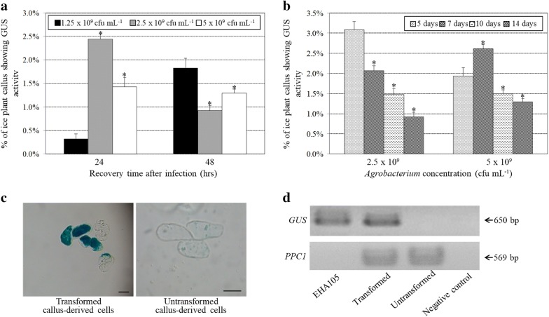 Effective Agrobacterium-mediated transformation protocols for callus and roots of halophyte ice plant (Mesembryanthemum crystallinum).