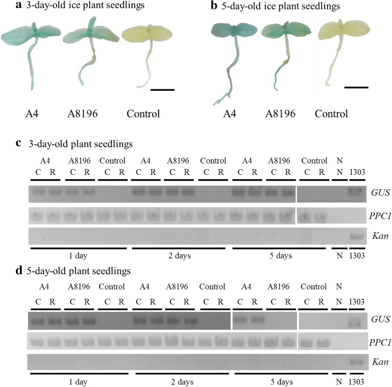 Effective Agrobacterium-mediated transformation protocols for callus and roots of halophyte ice plant (Mesembryanthemum crystallinum).