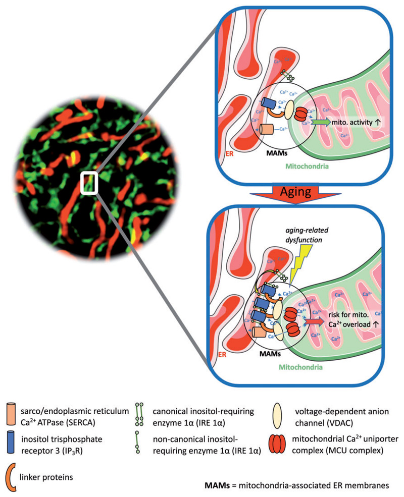 Mitochondrial-Endoplasmic Reticulum Interplay: A Lifelong On-Off Relationship?