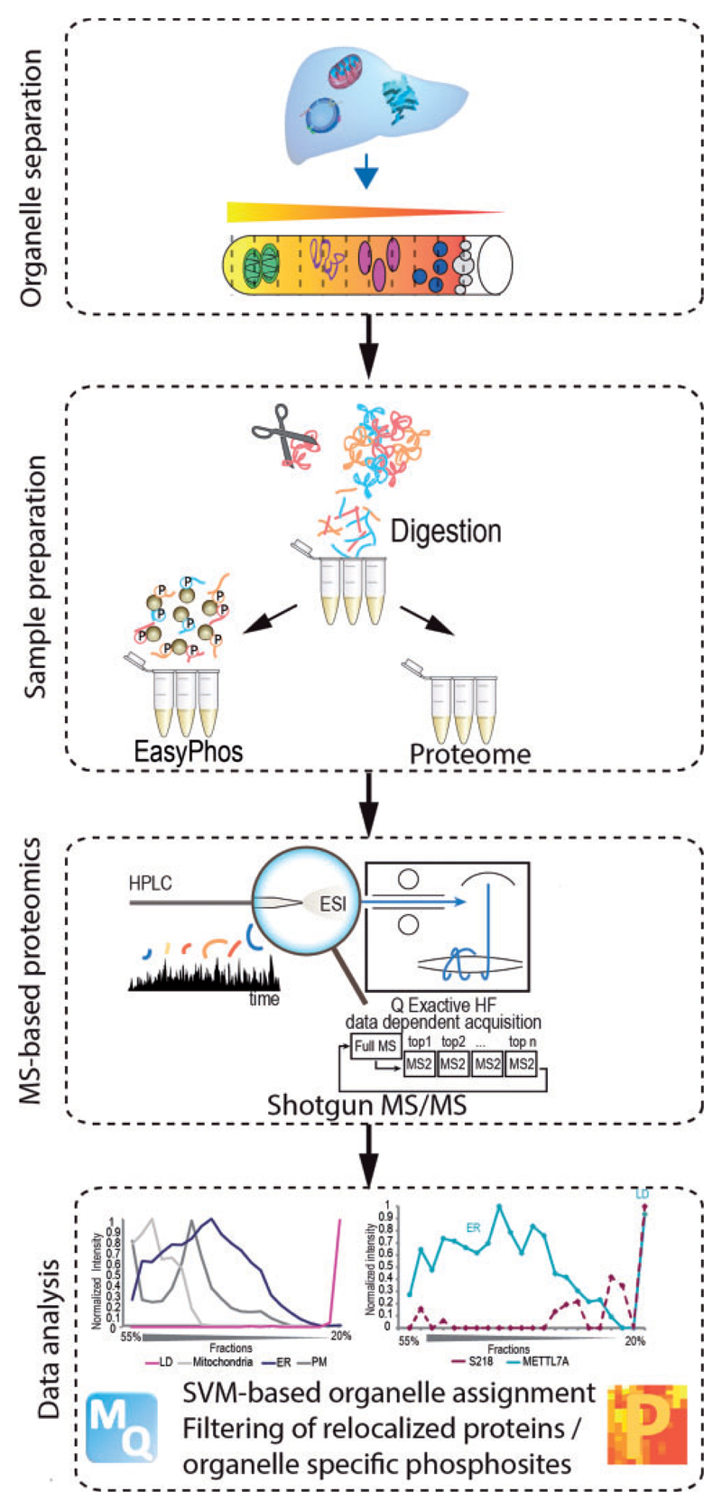 Catching Lipid Droplet Contacts by Proteomics.