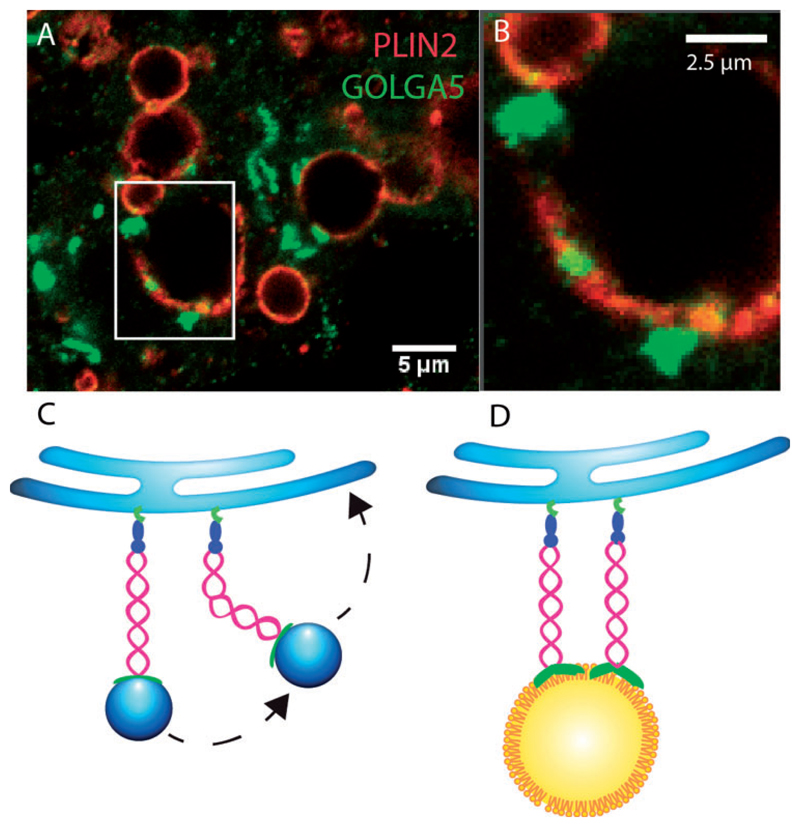 Catching Lipid Droplet Contacts by Proteomics.