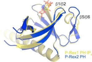 Structural and biochemical characterization of the pleckstrin homology domain of the RhoGEF P-Rex2 and its regulation by PIP3