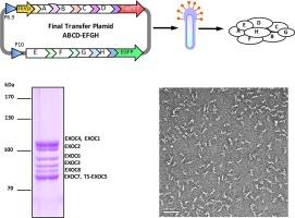 SmartBac, a new baculovirus system for large protein complex production