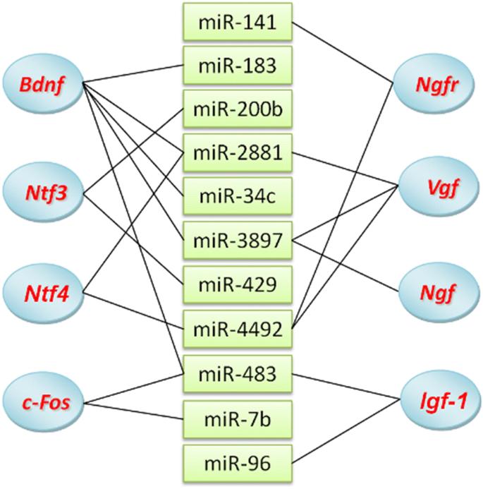 Genome-wide identification of brain miRNAs in response to high-intensity intermittent swimming training in Rattus norvegicus by deep sequencing