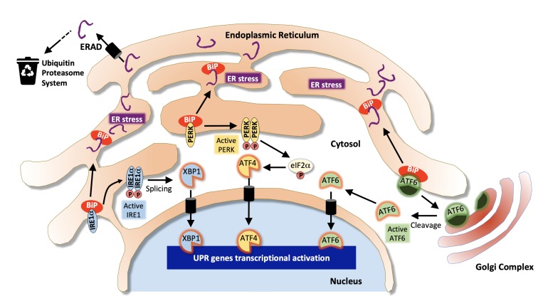 Endoplasmic reticulum and Golgi stress in microcephaly.