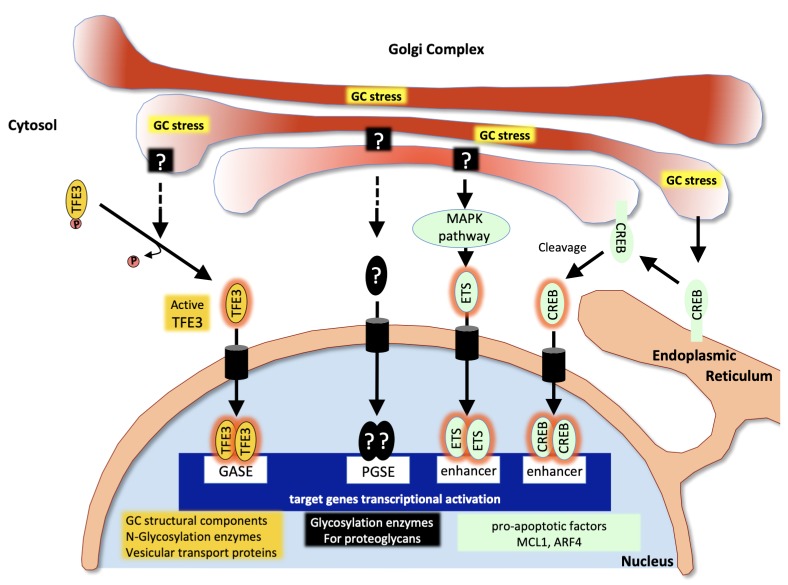 Endoplasmic reticulum and Golgi stress in microcephaly.