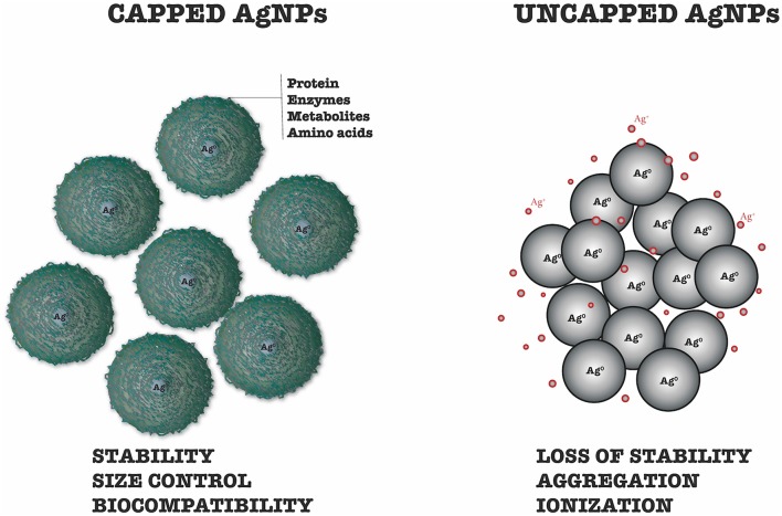 Synthesis of Silver Nanoparticles Mediated by Fungi: A Review.